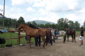 Konie pracujące czekające na osiodłanie, fot. Karolina Nawrot